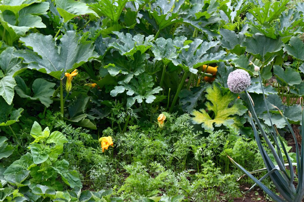 organic permaculture garden. leek, new zealand spinach and carrot growing in front, pumpkin and yellow zucchini at the back.